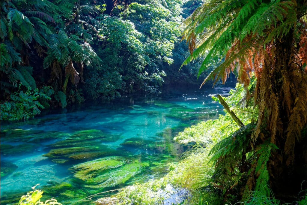 Hidden Places Around the World,
A clear water stream flowing through a forested area with green ferns and rocks visible underwater.