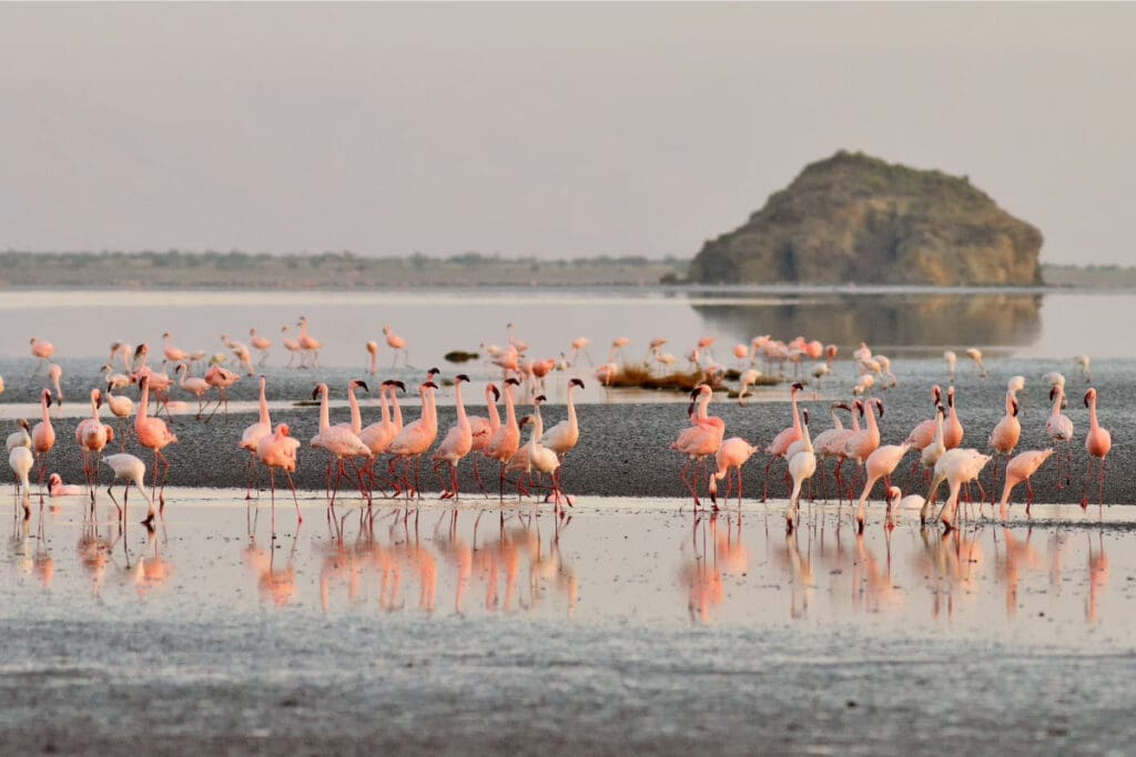 Hidden Places Around the World,
A group of pink flamingos standing in shallow water at Lake Natron, Tanzania.