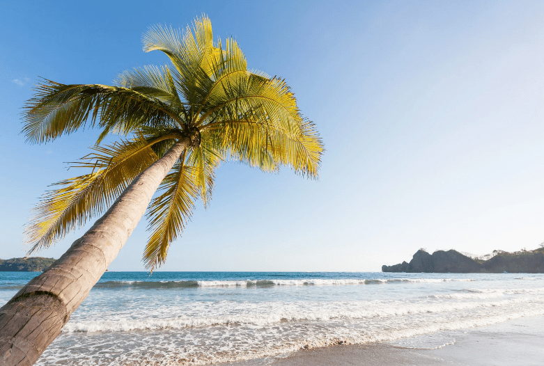 A single palm tree leans over a sandy beach with gentle waves and a clear blue sky—an idyllic setting for Yoga Retreats in Costa Rica, where the ocean stretches to the horizon and distant hills are visible on the right.